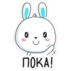 Rabbit 6