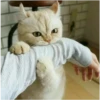 my idiotics cat 9
