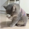 my idiotics cat 10