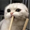 my idiotics cat 11