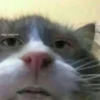 Meow by 16