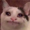 Meow by 17