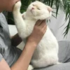 my idiotics cat 13