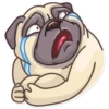 Pug Power 16