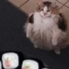 Meow by 18