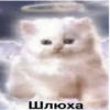 Meow by 19