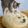 Meow by 20