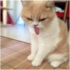 my idiotics cat 14