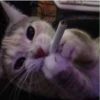 my idiotics cat 15
