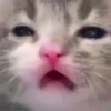 Meow by 23