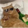 my idiotics cat 16