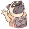 Pug Power 19