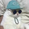 my idiotics cat 18