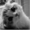 my idiotics cat 19
