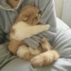 my idiotics cat 20