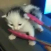 Meow by 27