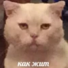 Meow by 29