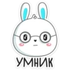 Rabbit 30