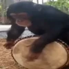 Maier Animated Monkeys 6