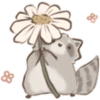 Cutie Raccoon 12
