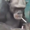 Maier Animated Monkeys 8