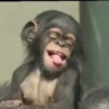 Maier Animated Monkeys 9