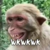 Maier Animated Monkeys 12