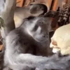 Maier Animated Monkeys 14