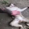 Maier Animated Monkeys 15