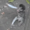 Maier Animated Monkeys 18