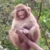 Maier Animated Monkeys 19