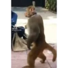 Maier Animated Monkeys 20