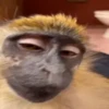 Maier Animated Monkeys 23