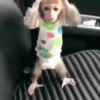 Maier Animated Monkeys 24
