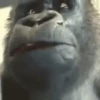 Maier Animated Monkeys 25