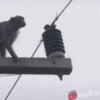 Maier Animated Monkeys 26