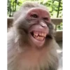Maier Animated Monkeys 27