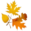 Autumn 🍁 28