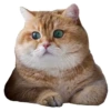 Cats 2
