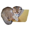 Cats 3