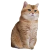 Cats 4