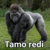 Gorilla Gym 5