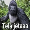 Gorilla Gym 6