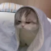 Cats 5