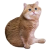 Cats 5