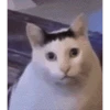 Cats 6