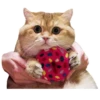 Cats 6