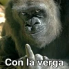 Gorilla Gym 13