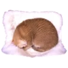 Cats 7