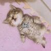 Cats 7